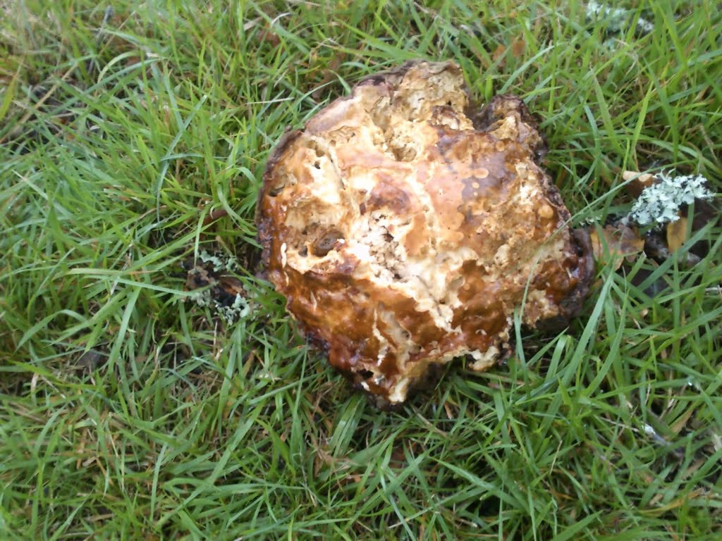 Cepe - eaten by slugs01a
