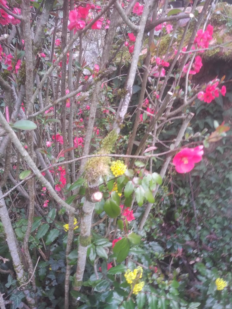 Chaenomeles01a