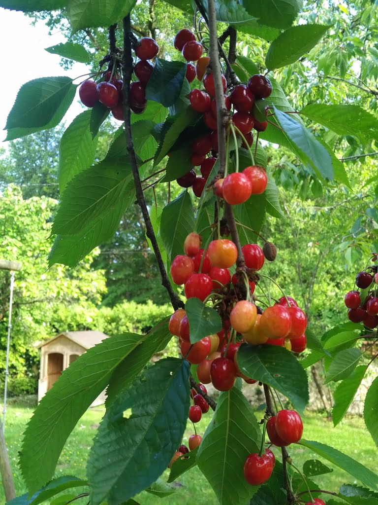 Cherries01a