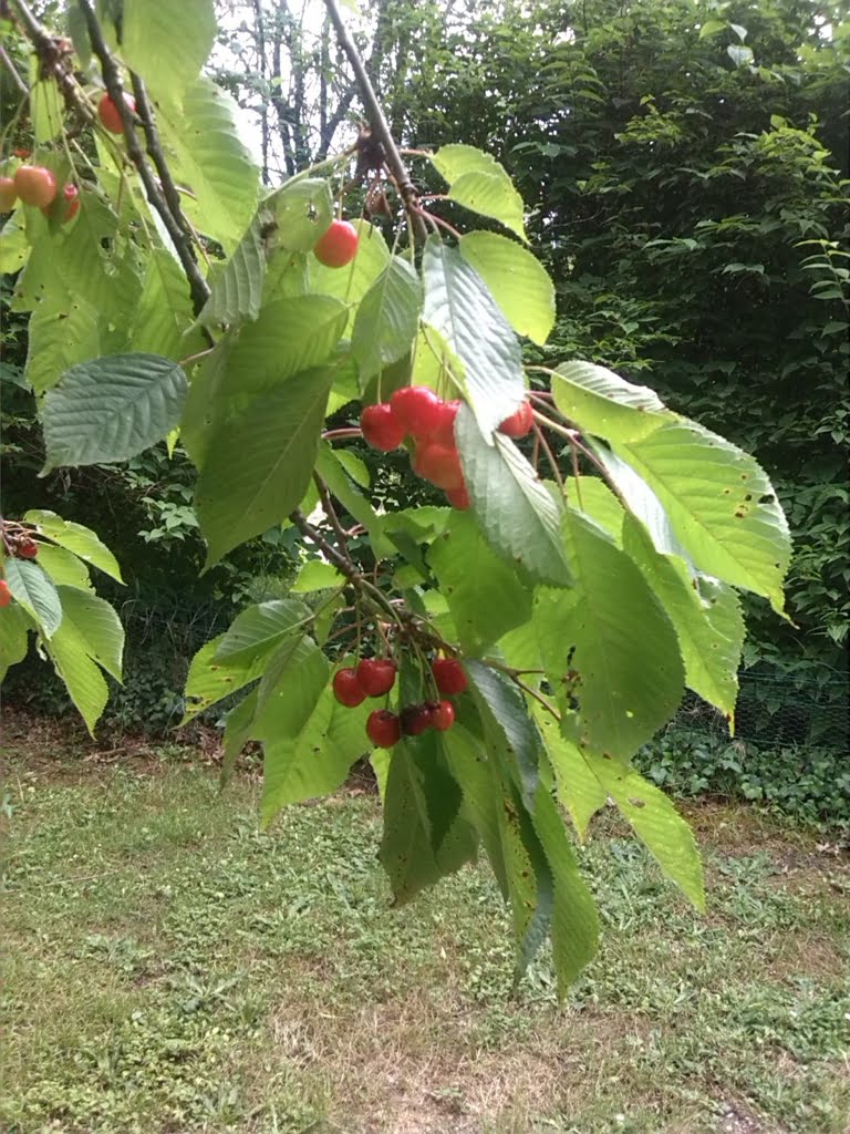 Cherries02a