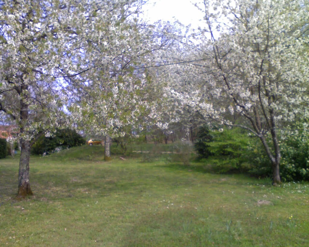 Cherry Avenue01a
