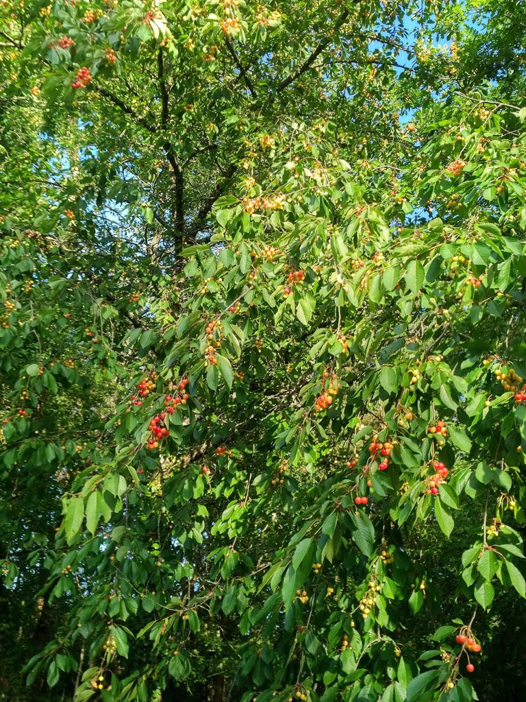 Cherry Tree01a