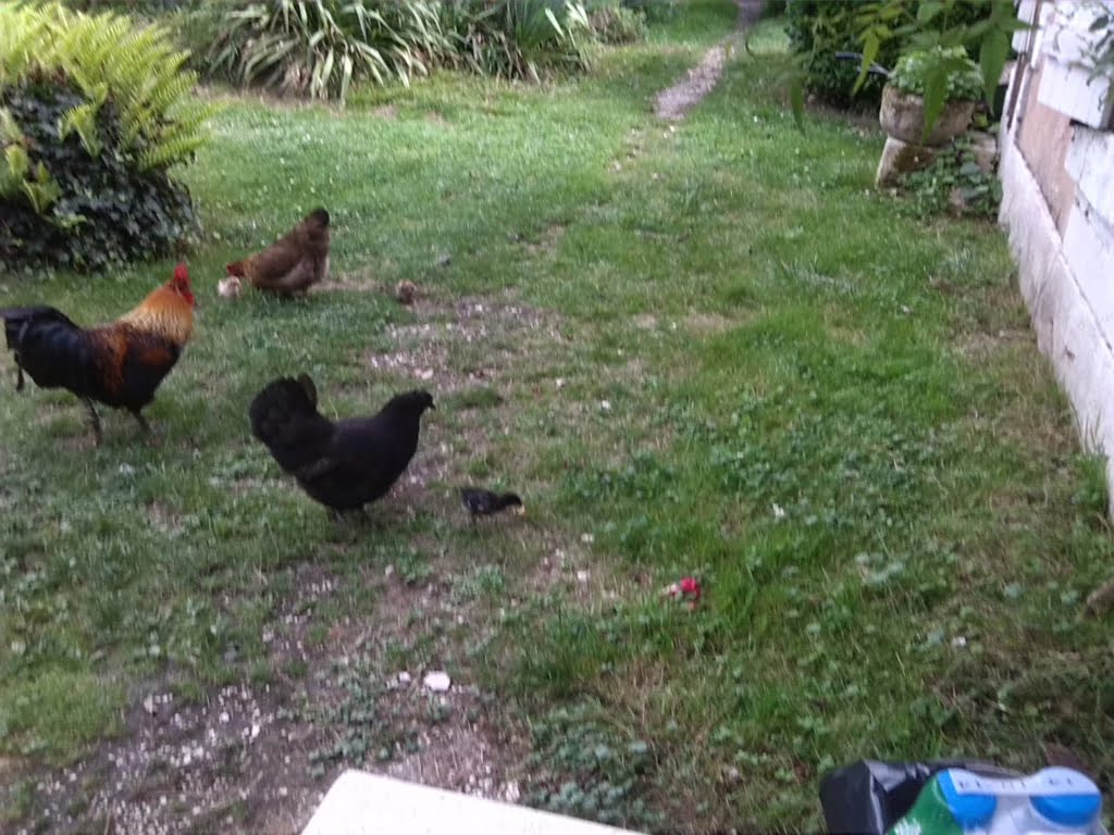 Cockerel Hens and Chicks01a