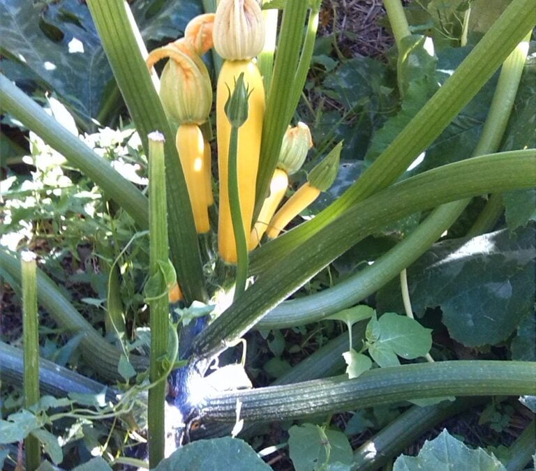 10001 ways with a home grown courgette