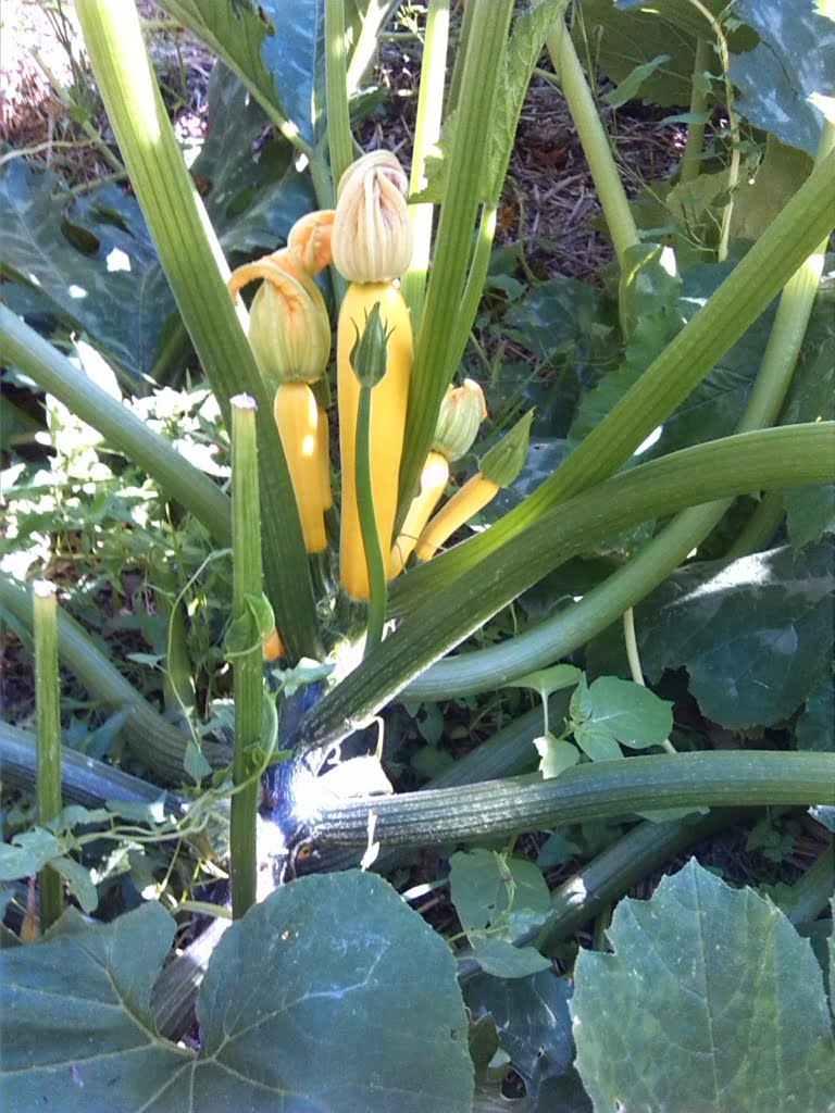 Courgette - Yellow01a