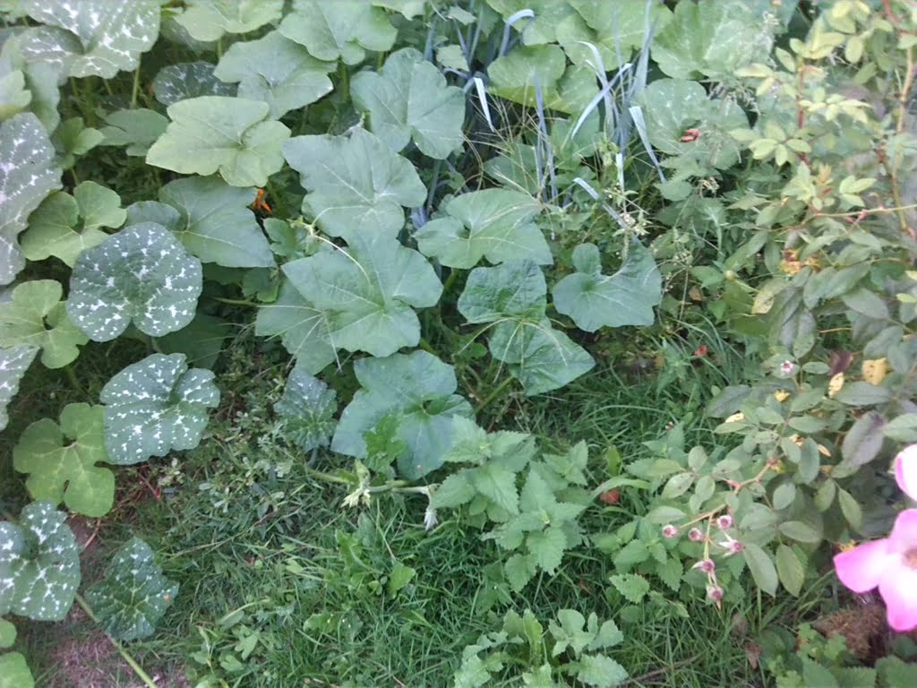 Courgettes01a