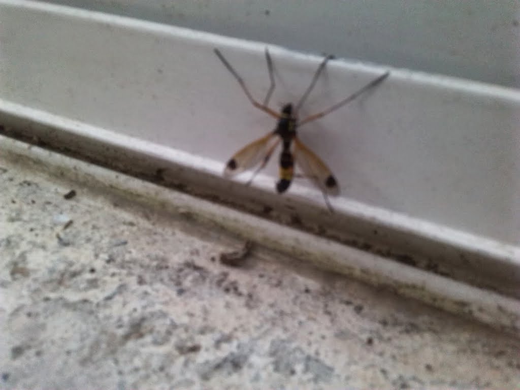 Cranefly-type Insect01a
