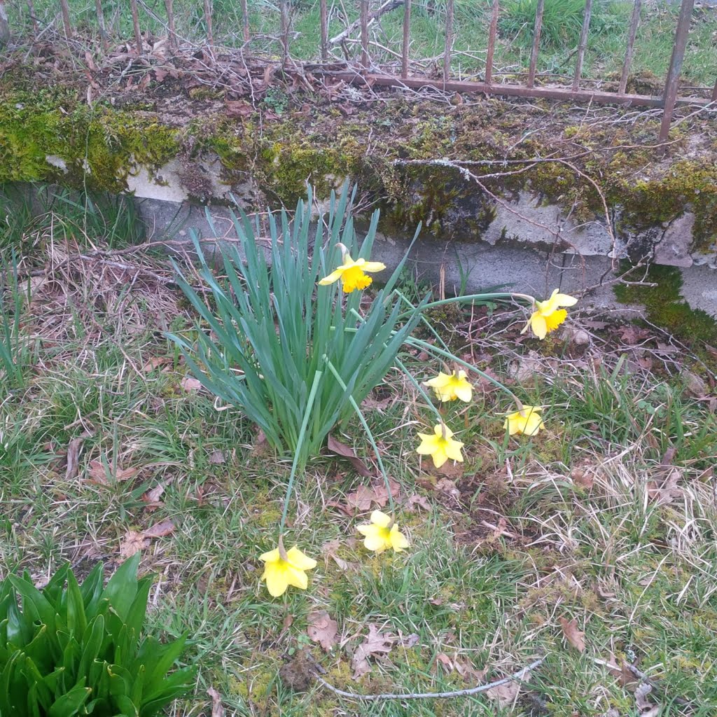 Daffodils01a