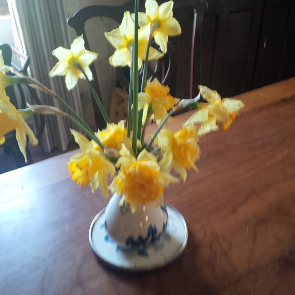 Daffodils02a