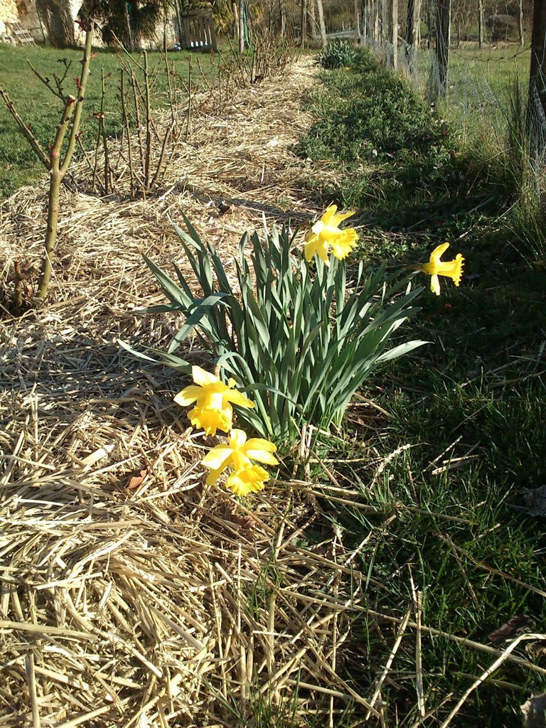Daffodils03a