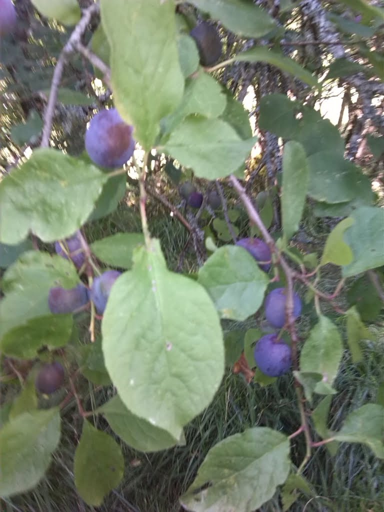 Damsons on tree01a