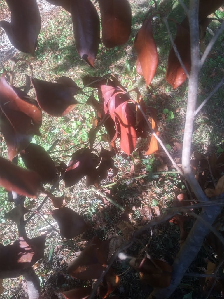 Dead Camellia01a