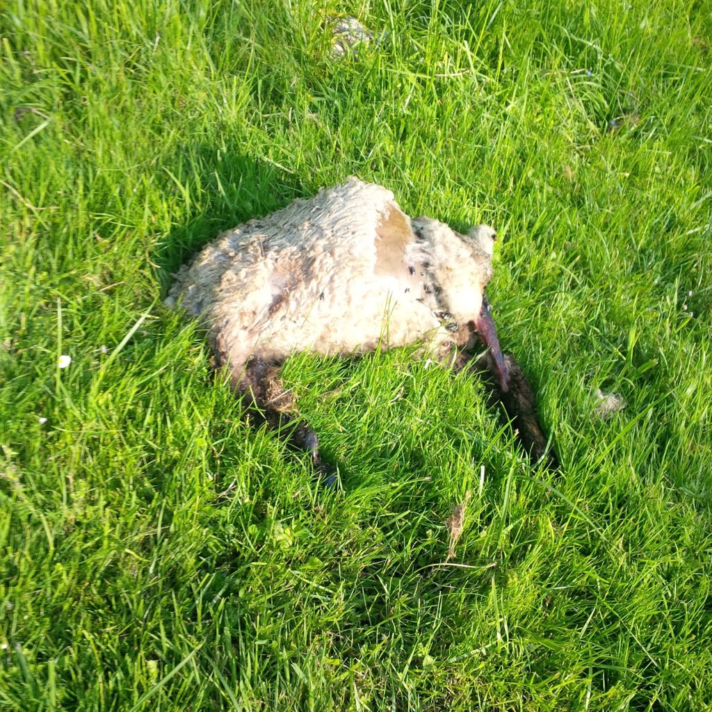 Dead lamb in field01a