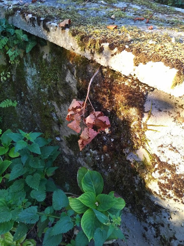 Dead oak in wall01a