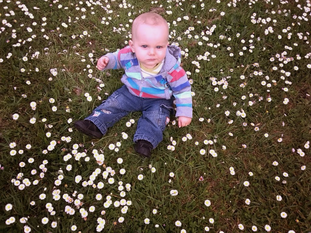 Don't like daisies01a