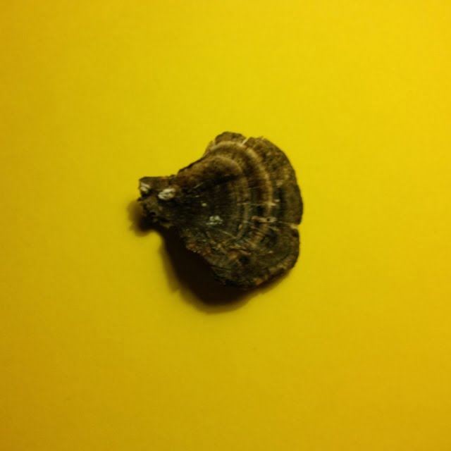 Seen in the woodshed…