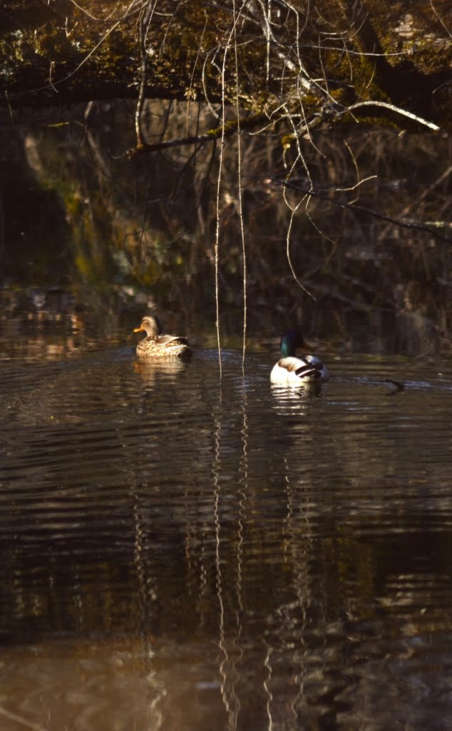Ducks02a