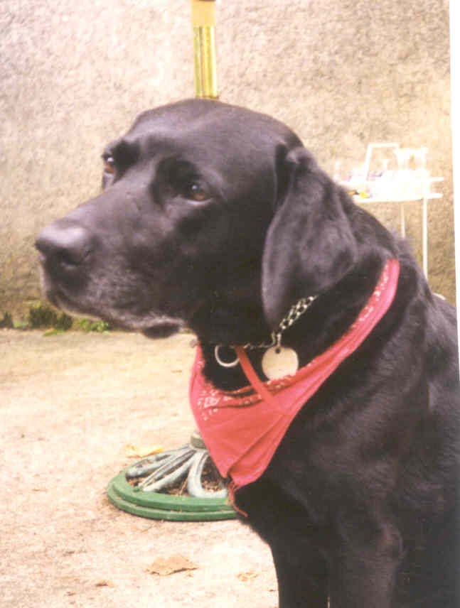 Edward the black lab01