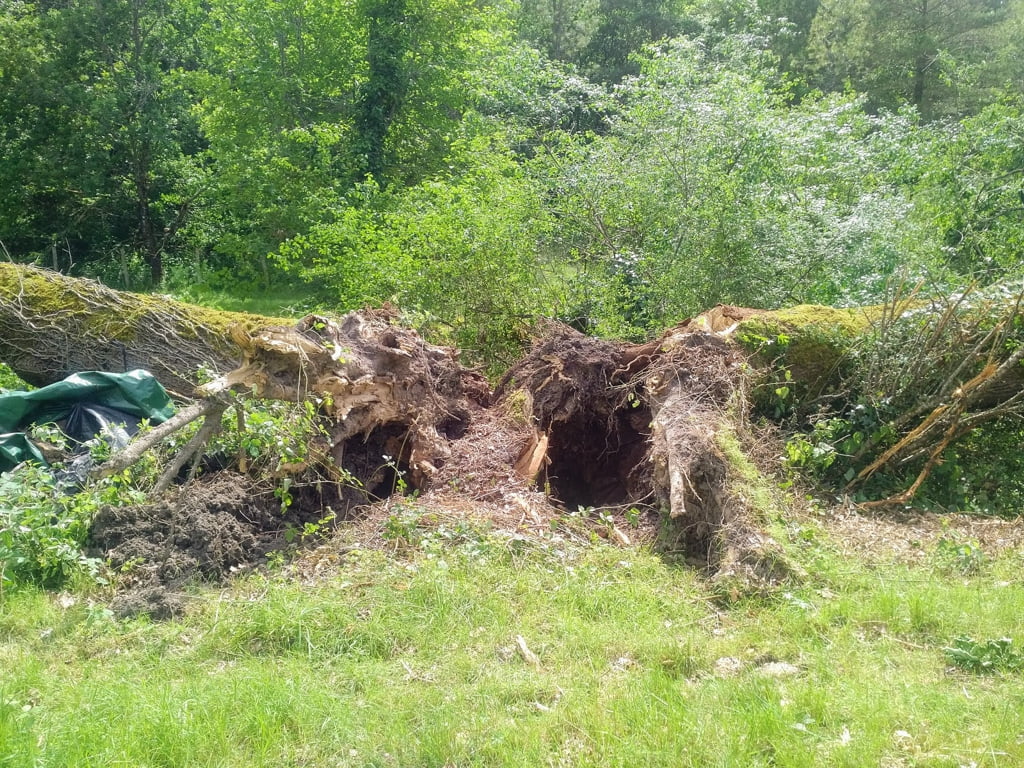 Fallen Oak Trees01a
