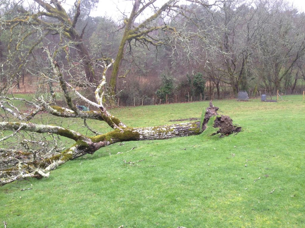 Fallen Walnut01a