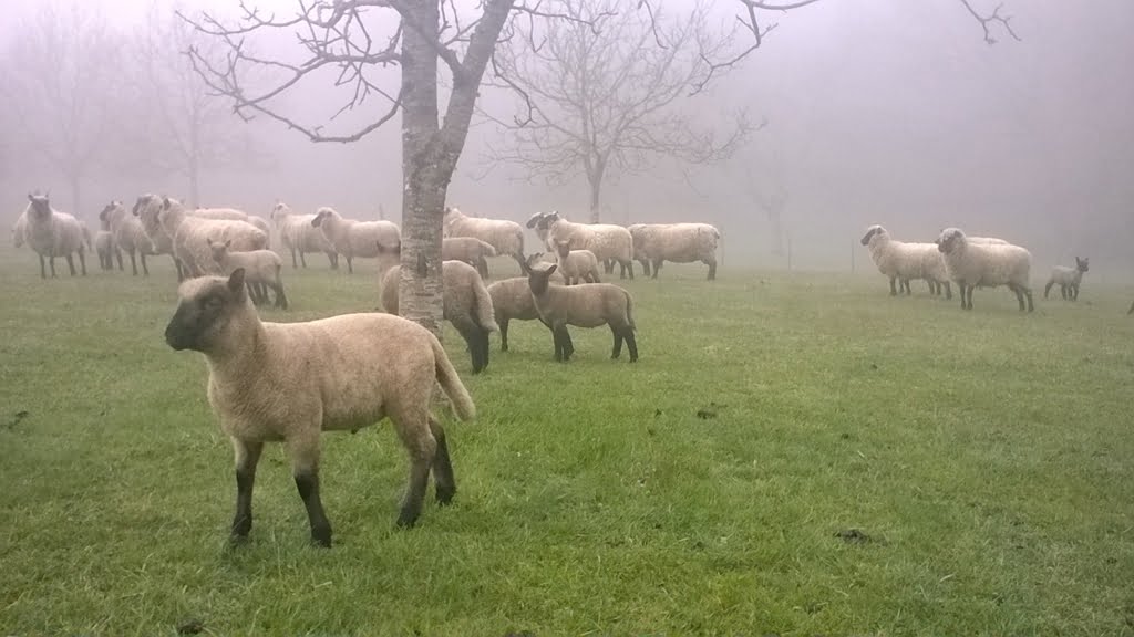 Flock of sheep in mist01a