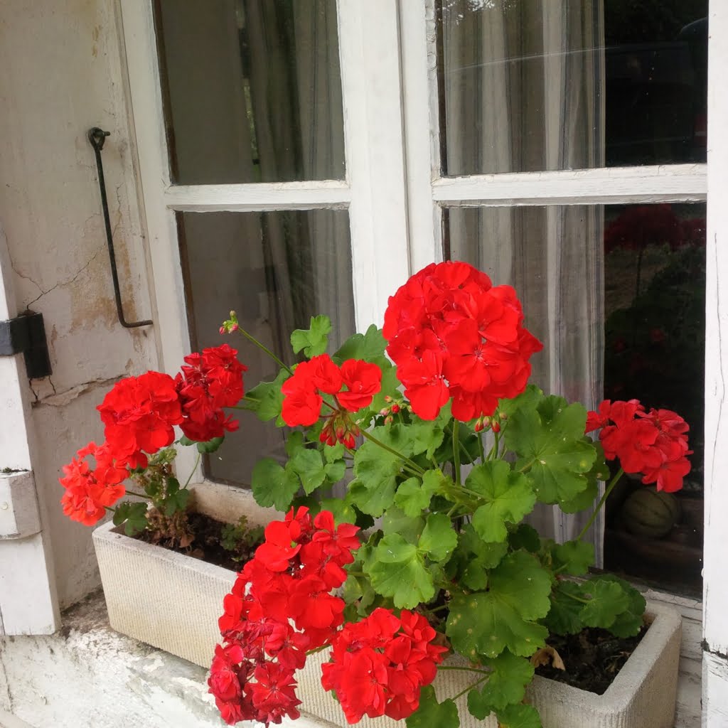 Geranium windowbox01a