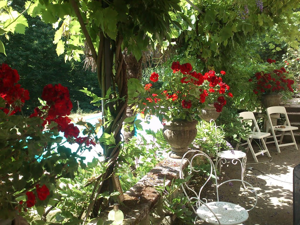 Geraniums on the terrace01a