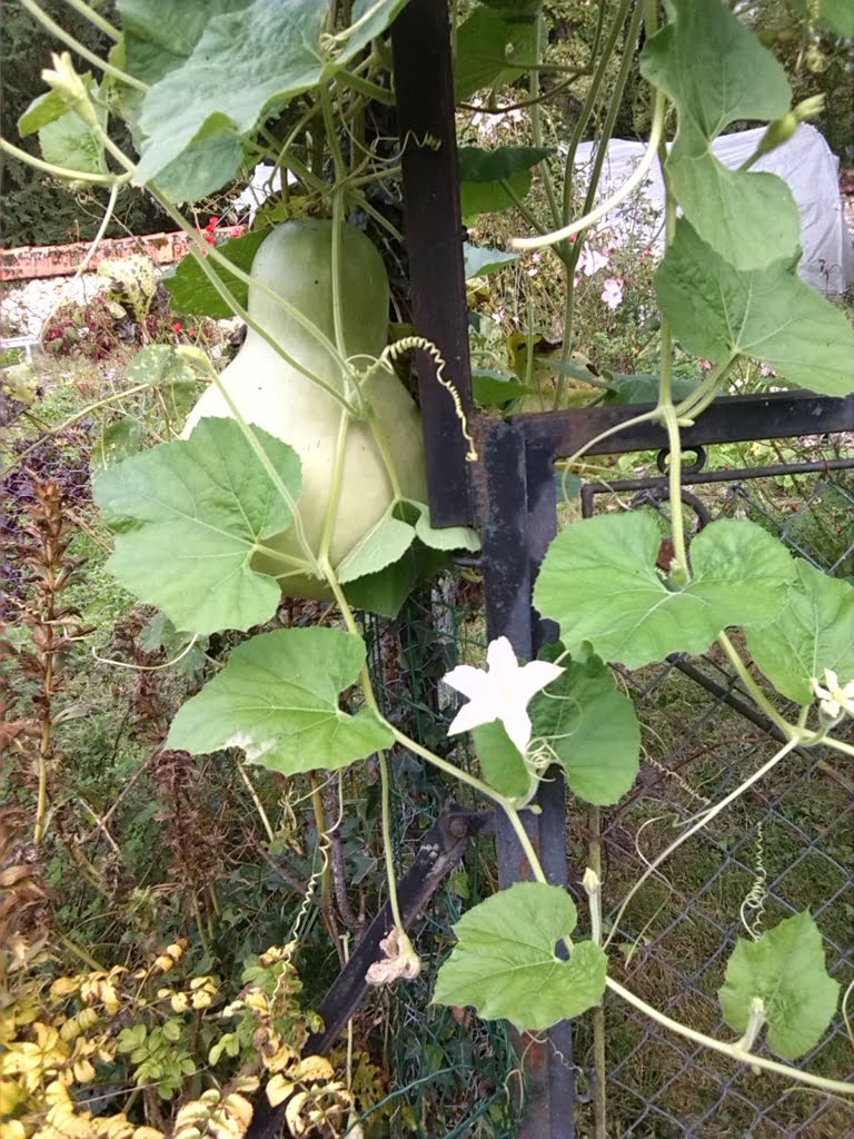 Gourd01a