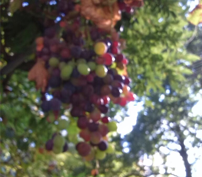 Of fruit and flies…