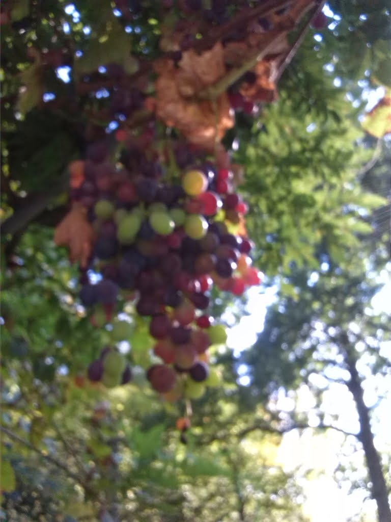Grapes01a