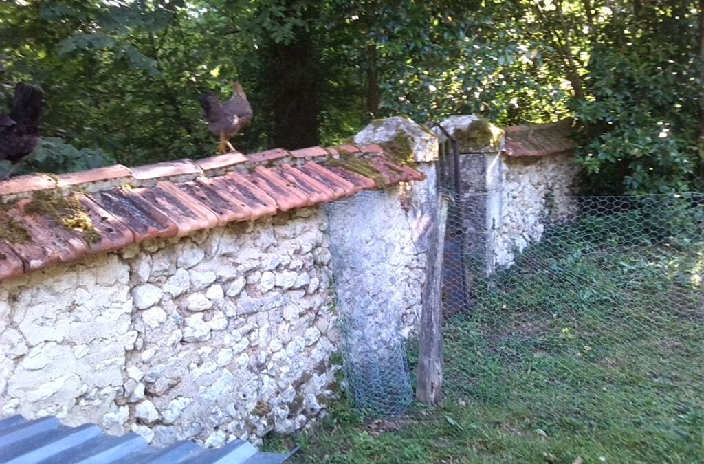 Wild chickens and homing bantams