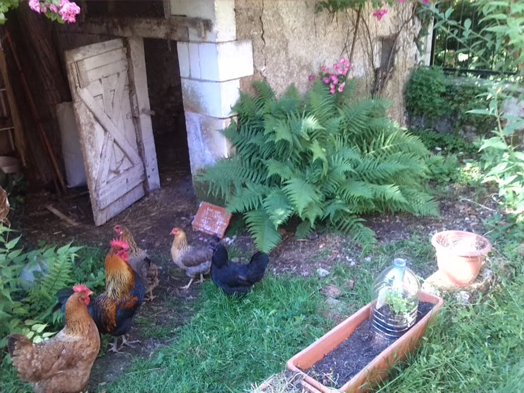 Hens and Cockerel01a