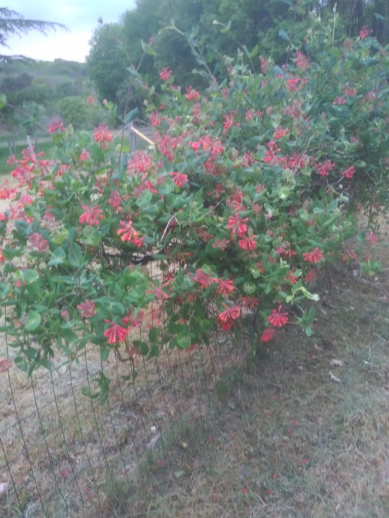 Honeysuckle01a