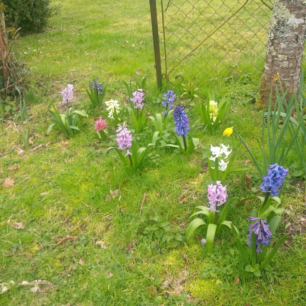 Hyacinths01a