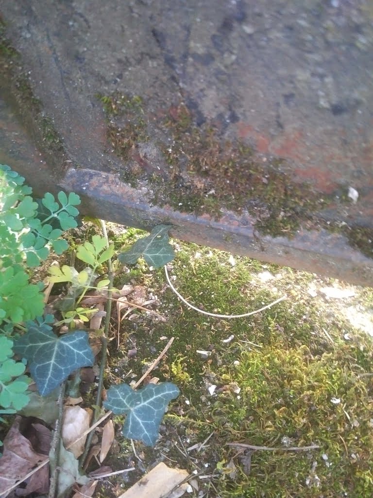 I did get rid of the ivy anyway01a