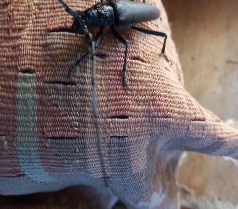 Dog days in the Dordogne – survival ideas