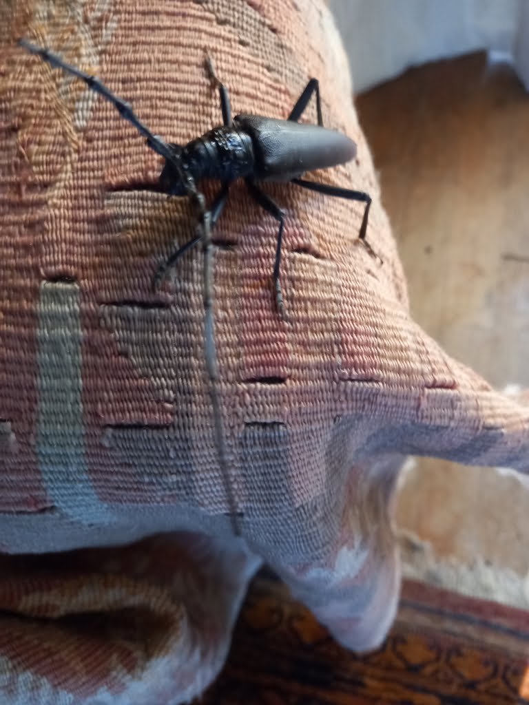 Insect01a