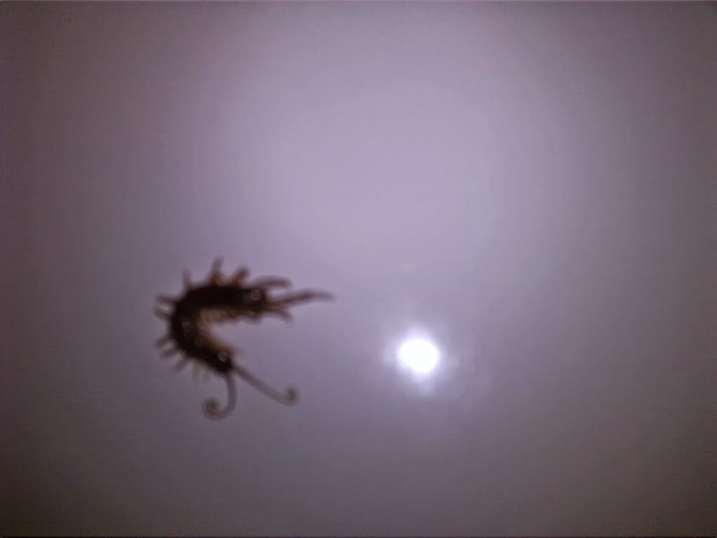 Insect02a