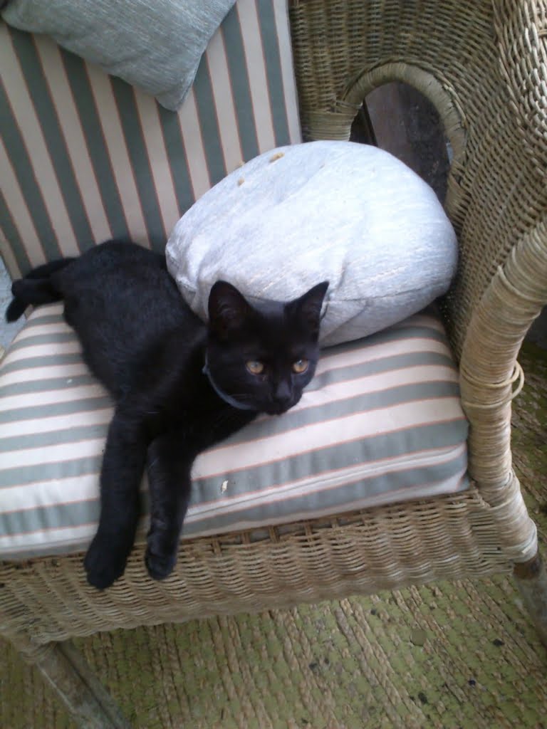 Kitten02a