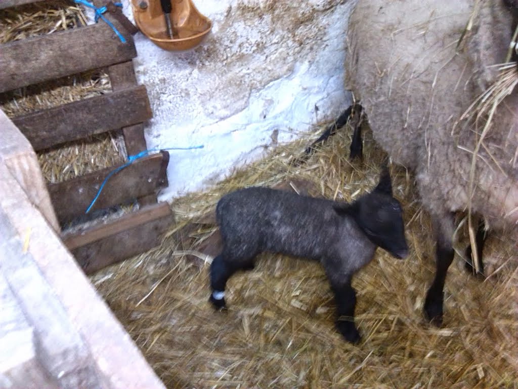 Lamb02a