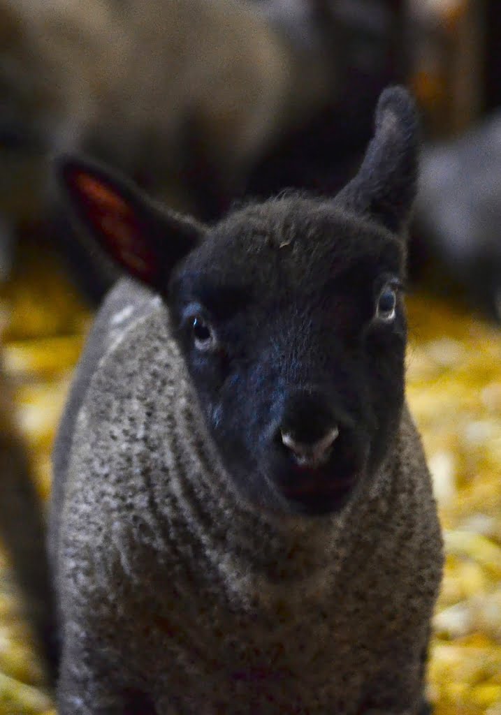 Lamb03a