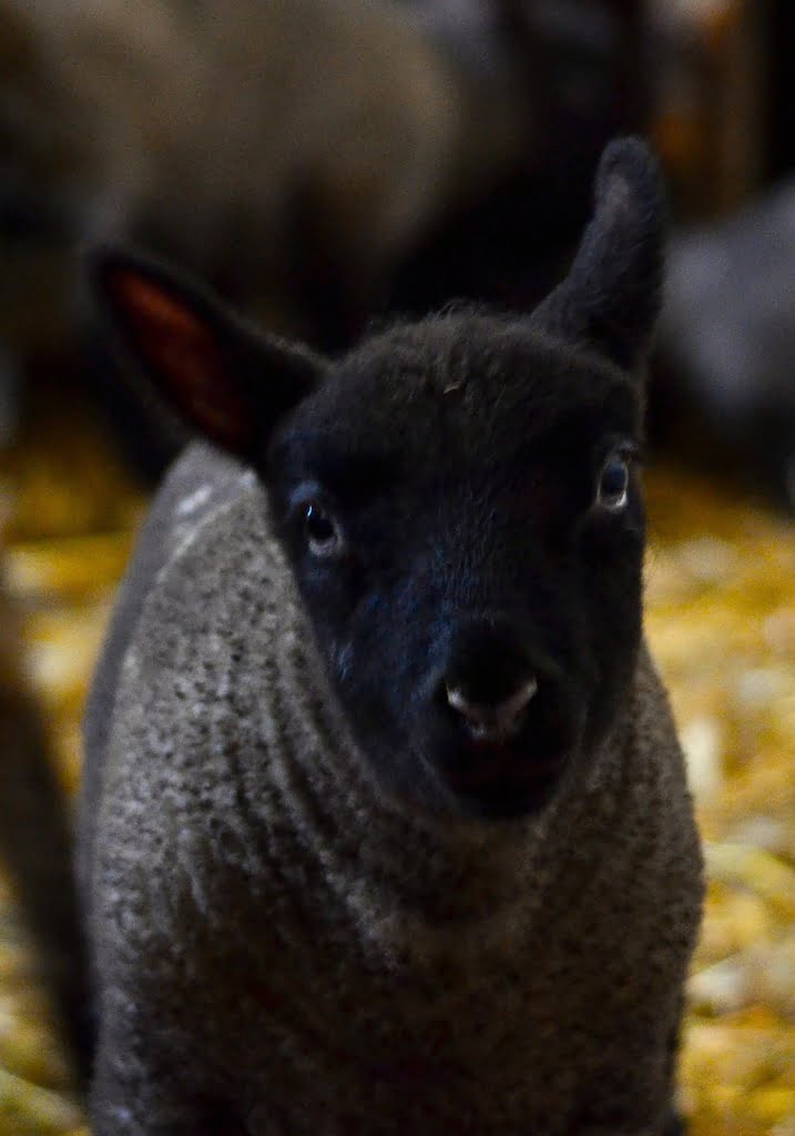 Lamb05a