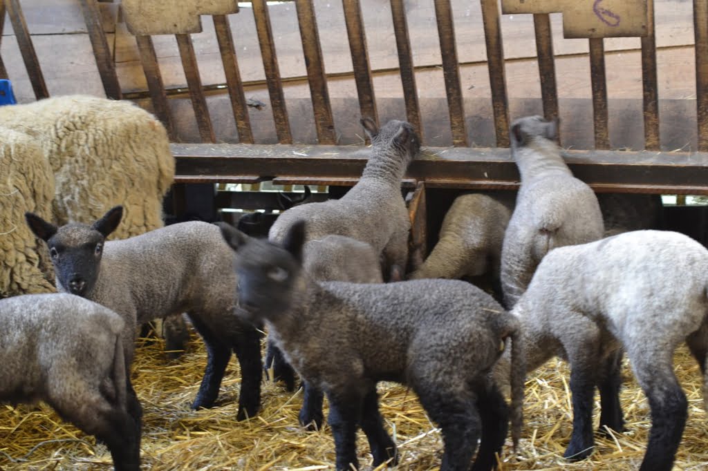 Lambs in Shed01a