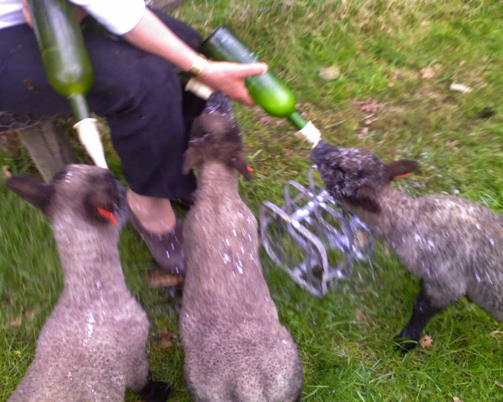Lambs01a