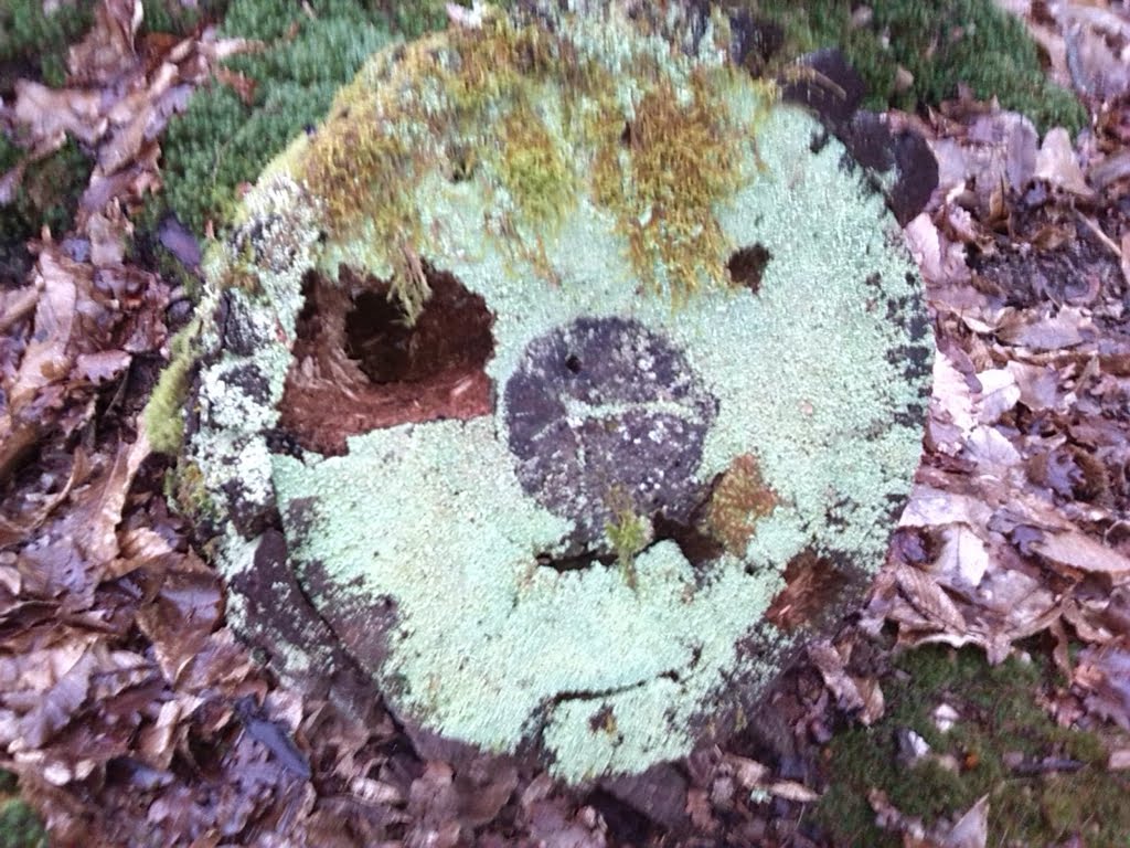 Lichen01a
