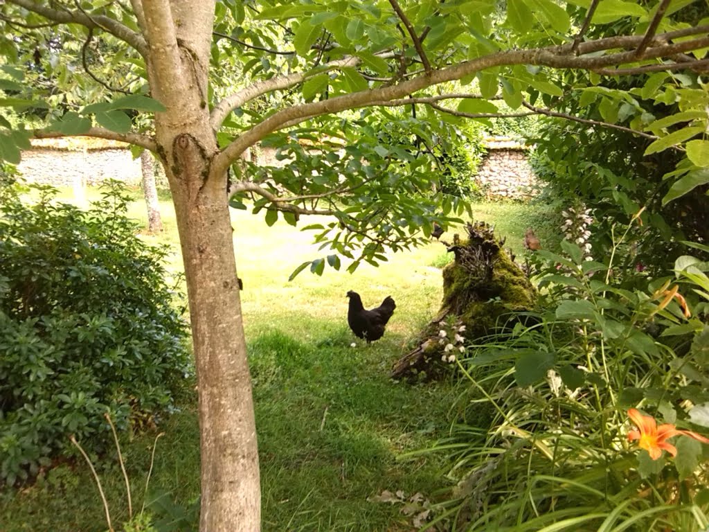 Little Black Hen01a