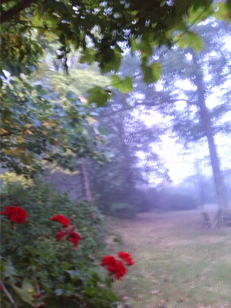 Morning Misty View01a