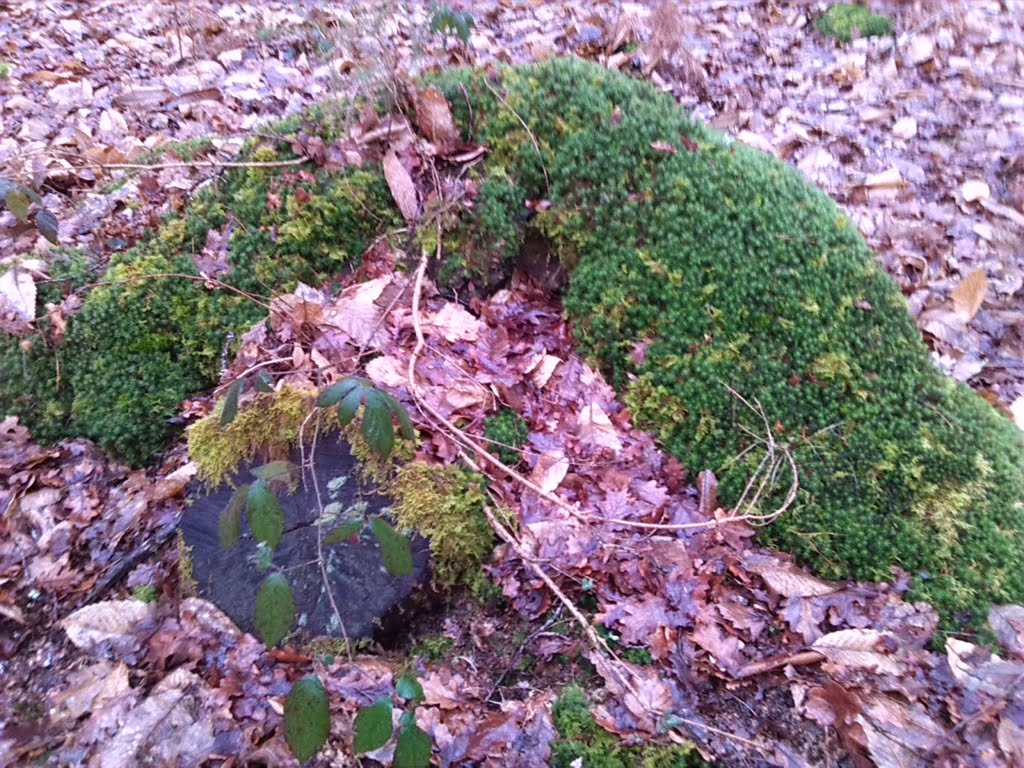 Moss01a
