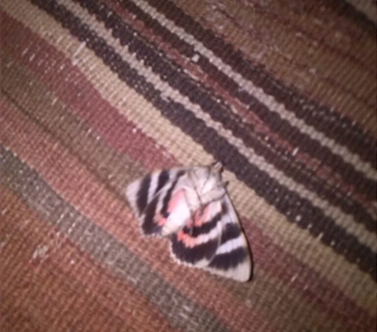 A summer without bees