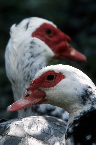 Muscovy ducks01